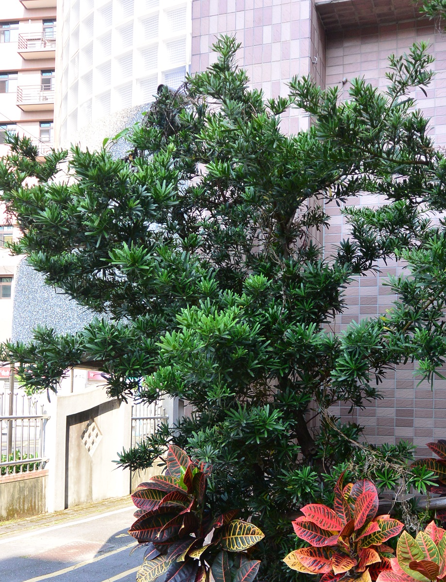 羅漢松，開新視窗